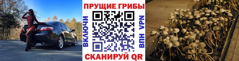 Псилоцибиновые грибы Psilocybine cubensis Вельск
